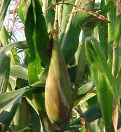 http://www.enlineadirecta.info/fotos/cultivo_maiz.jpg