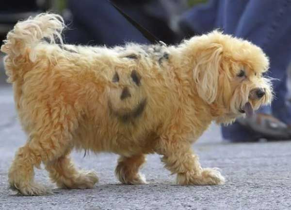 foto tatuajes de animal. Tatuajes y “muñeca inflable” para perros son la atracción en una feria de 